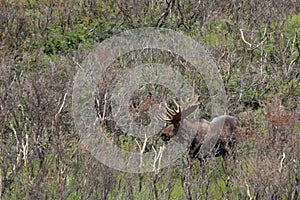 Bull Moose in Brush, I