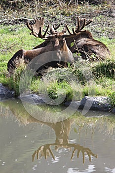 Bull Moose & Bull Moose Reflection in the Alaska Wildlife Conservation Center