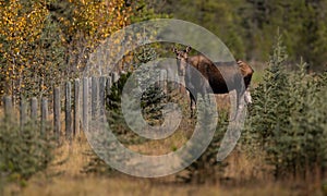 A bull moose in the Canadian Rockies