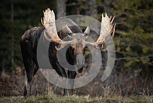 A bull moose in the Canadian Rockies