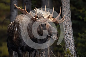 A bull moose in the Canadian Rockies