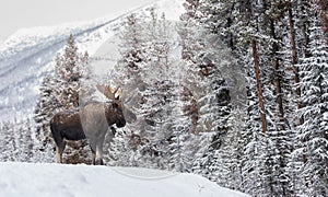 A bull moose in the Canadian Rockies