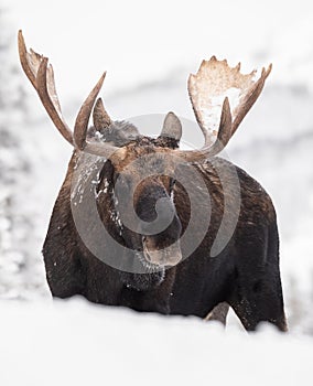 A bull moose in the Canadian Rockies