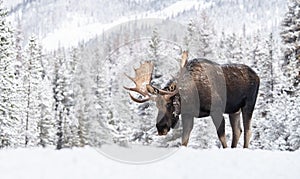 A bull moose in the Canadian Rockies