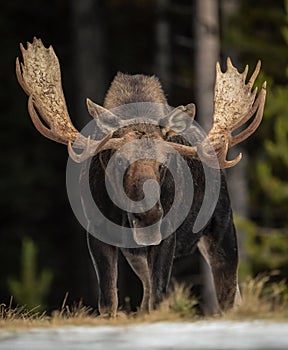A bull moose in the Canadian Rockies