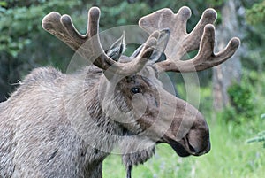 Bull Moose photo