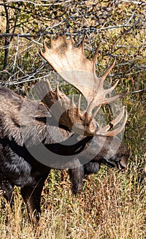 Bull Moose Close Up in Wyoming in Autumn