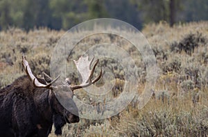 Bull Moose Close Up in Wyoming in Autumn