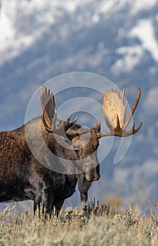 Bull Moose Close Up in Wyoming in Autumn