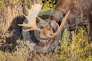 Bull Moose Close Up in Wyoming in Fall