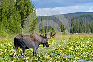 Bull moose in a Colorado mountain lily pad filled lake