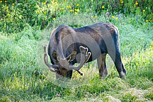 Bull Moose in the Colorado Rocky Mountains at Sunrise