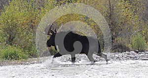 Bull Moose Crossing a River in Fall in Wyoming