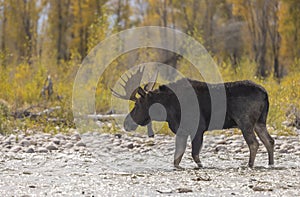 Bull Moose Crossing a River in Fall in Wyoming