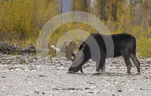 Bull Moose Crossing a River During the Rut in Autumn in Wyoming