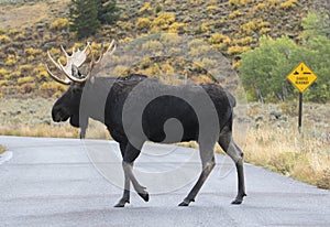 BULL MOOSE CROSSING ROAD STOCK IMAGE