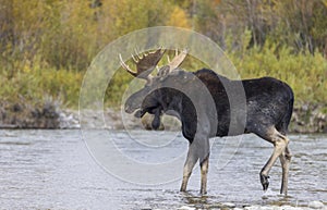 Bull Moose Crossing the Snake River in Autumn in Wyoming