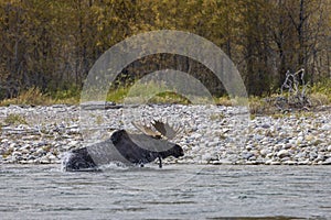 Bull Moose Crossing the Snake River in Autumn in Wyoming