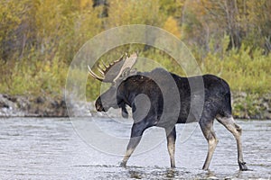 Bull Moose Crossing the Snake River in Fall in Wyoming