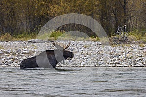 Bull Moose Crossing the Snake River in Fall in Wyoming