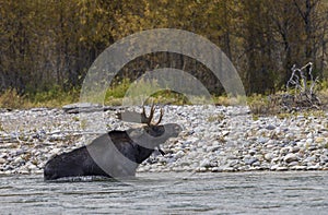 Bull Moose Crossing the Snake River in Wyoming