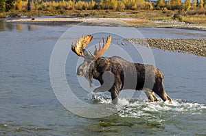 Bull Moose Crossing the Snake River Wyoming in Autumn