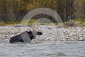 Bull Moose Crossing the Snake River in Wyoming in Fall