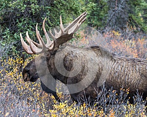 Bull Moose Denali