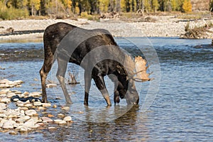 Bull Moose Drinking in Fall
