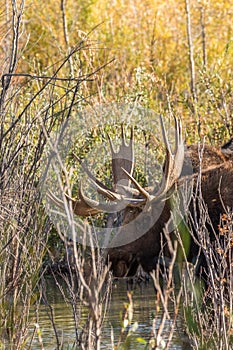 Bull Moose Drinking in Fall