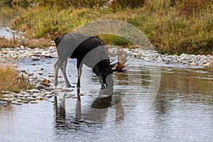 Bull Moose Drinking in Fall in Wyoming