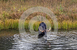 Bull Moose Drinking in a Pond in Autumn in Wyoming