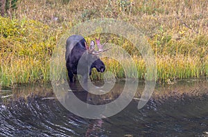 Bull Moose Drinking in a Pond in Autumn in Wyoming