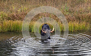 Bull Moose Drinking in a Pond in Wyoming in Autumn