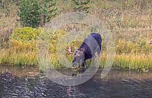 Bull Moose Drinking in a Pond in Wyoming in Autumn