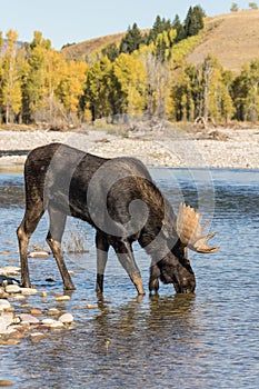 Bull Moose Drinking in a River in Fall