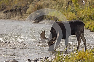 Bull Moose Drinking in a River in Wyoming in Fall