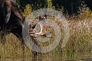 A bull moose drinking from a small river