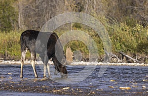 Bull Moose Drinking in Wyoming in Fall