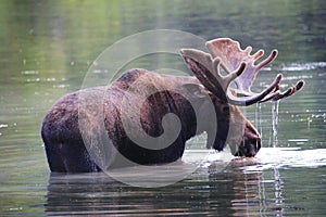 Bull Moose with dripping wet antlers in lake