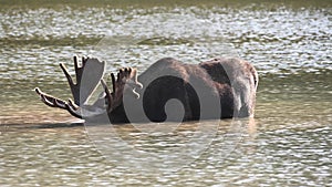 Bull Moose Dunks Head Under Water