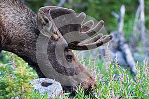 Shiras Moose in the Rocky Mountains of Colorado. Young Bull munching wildflowers