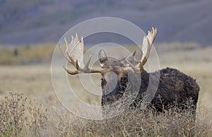 Bull Moose in Fall in Grand Teton National Park