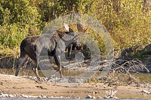 Bull Moose During the Fall Rut