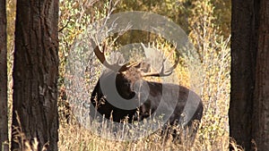 Bull Moose in the Fall Rut