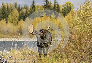 Bull Moose During the Fall Rut in Wyoming