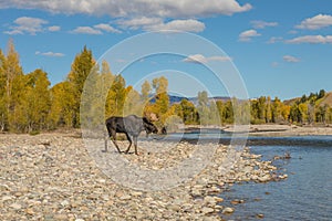 Bull Moose During the Fall Rut in Wyoming