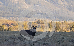 Bull Moose in Fall in Wyoming