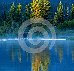 Bull Moose Feeding In Lake