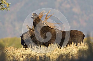 BULL MOOSE FLEHMEN RESPONSE STOCK IMAGE